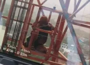 A Daring Drama in Sumedang: Young Man Scales BTS Tower, Allegedly Suffering from Stress