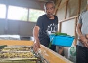 Ternak Jangkrik Haji Juju Raup Jutaan Rupiah