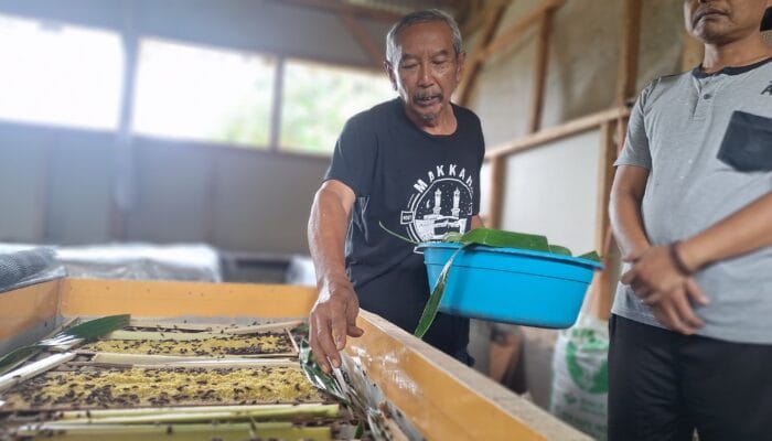 Ternak Jangkrik Haji Juju Raup Jutaan Rupiah