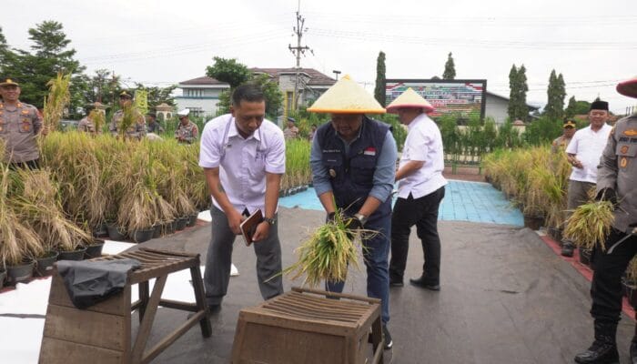 Panen Raya Padi dengan Media Ember Terbanyak Pecahkan Rekor Muri