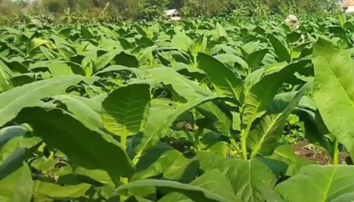 Sumedang Tak Lagi Andalkan Rokok, Tembakau Disiapkan Jadi Parfum dan Pestisida Nabati