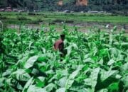 DPKP Sumedang Siapkan Benih Bawang untuk Petani Tembakau: Strategi Jeda Musim Tanam