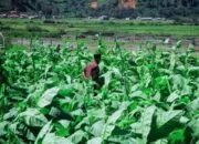 DPKP Sumedang Siapkan Benih Bawang untuk Petani Tembakau: Strategi Jeda Musim Tanam