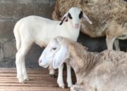 Domba & Ayam Jadi Harapan Baru Petani Tembakau Sumedang