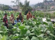 Petani Tembakau Sumedang: Saat Pajak Rokok Jadi Harapan di Musim Sulit
