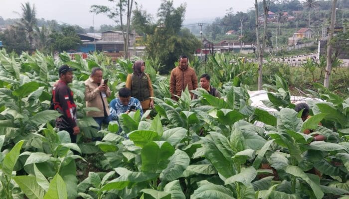 Petani Tembakau Sumedang: Saat Pajak Rokok Jadi Harapan di Musim Sulit