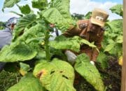 “Farmer Field Day” UNWIM: Menghidupkan Semangat Petani Tembakau Sumedang