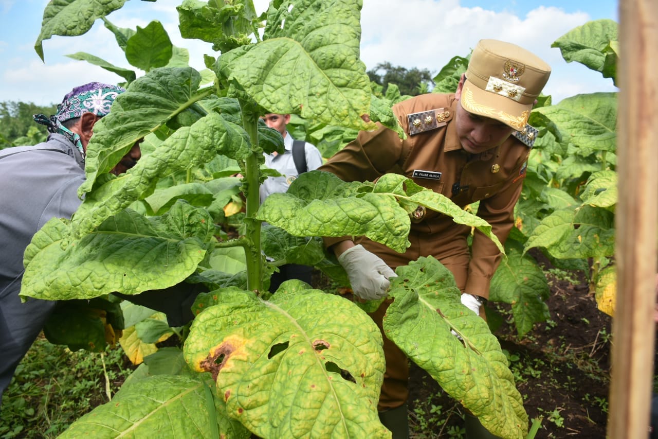 Farmer Field Day tembakau