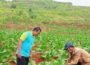 UPTD Pertanian Sumedang Maksimalkan DBHCHT untuk Teknologi Pasca Panen Tembakau