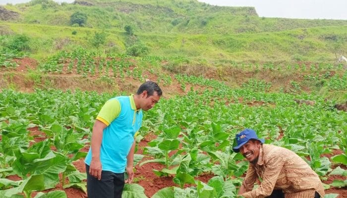 UPTD Pertanian Sumedang Maksimalkan DBHCHT untuk Teknologi Pasca Panen Tembakau