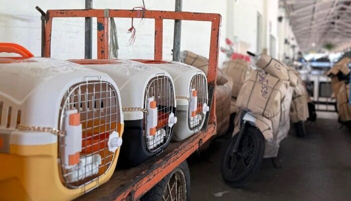 KAI Logistik Catat Pengiriman Lebih Dari 116 Ribu Hewan Peliharaan Hingga Triwulan III Tahun 2025