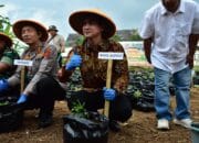 Gerakan Menanam Ubi Cilembu di Polybag, Inovasi Polres Sumedang Ajak Anak Muda Bertani Modern