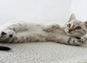 Tutorial Melatih Kitten Pup di Litter Box