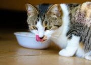 Berikut Tanda Wet Food Kucing Sudah Tidak Layak Dikonsumsi