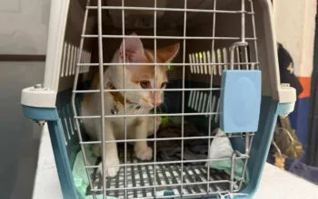 KAI Logistik Catat 13.435 Pengiriman Hewan Saat Ramadan – IdulFitri